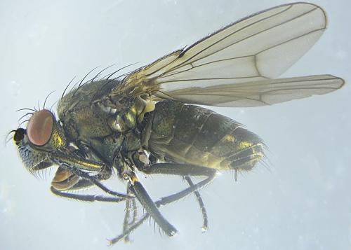 Réf. 329 837 : Setacera micans